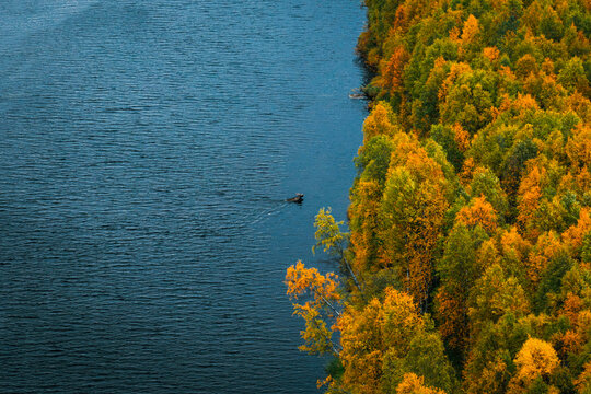 Aerial view of a moose swimming across a dark river bordered by a vibrant autumn forest with yellow and orange foliage in Kittila, Lapland, Finland.