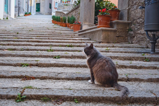 Scenic views of old town Labin in Istria, Croatia. Historic stone houses, tiled roofs, church facade, cozy narrow streets, and domestic cat resting on ancient stone stairs.