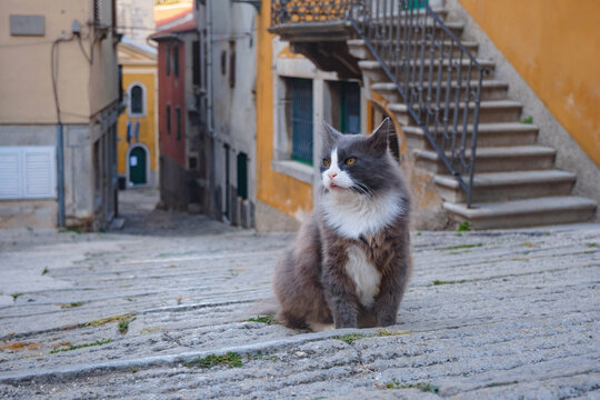 Scenic views of old town Labin in Istria, Croatia. Historic stone houses, tiled roofs, church facade, cozy narrow streets, and domestic cat resting on ancient stone stairs.