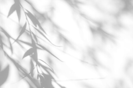 Real soft foliage shadow cut out on a transparent png background with a blurred diagonal stem and mixed sharpness edges. Drops into an ethereal cosmetic mockup overlay, a cinematic and ethereal.
