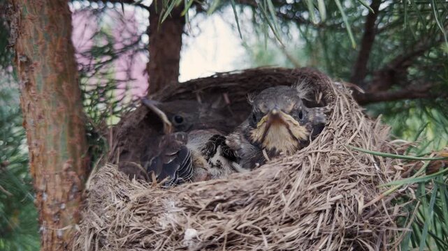 Tiny fledgling birds resting in nest on a pine tree