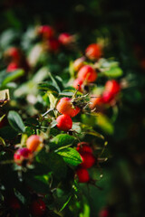 Obraz premium Ripe, bright rose hips on the branches in early autumn – nature is blooming before winter.
