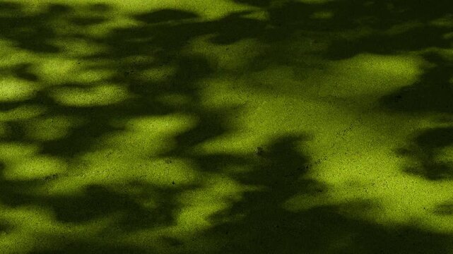 Abstract green water surface covered with algae