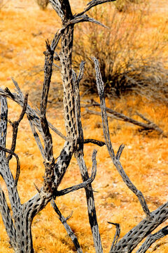 Dead Cholla cactus, Sonora Desert, Mid Winter