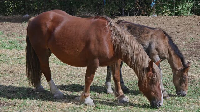 Catalan Pyrenean horses in field in rural mountain