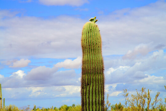Old Blooming Saguaro Cactus Sonora desert Arizona