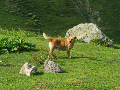 Brown Street Dog Standing in Green Alpine Meadow in Svaneti