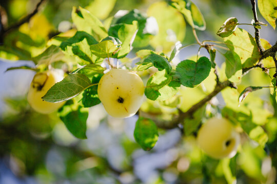A rich harvest of red ripe apples on the branches of apple trees in the garden - vitamins for jam