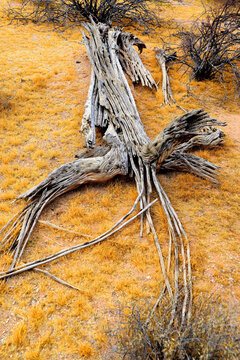 Old Dead Saguaro Cactus Sonora desert Arizona