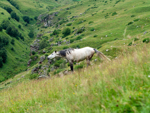 Gray Horse Alone on Green Mountain Slope in Kazbegi