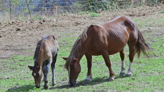 Catalan Pyrenean horses in field in rural mountain