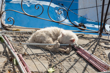 White cat on a patio in the medina in Chefchaouen, Morocco © Angela