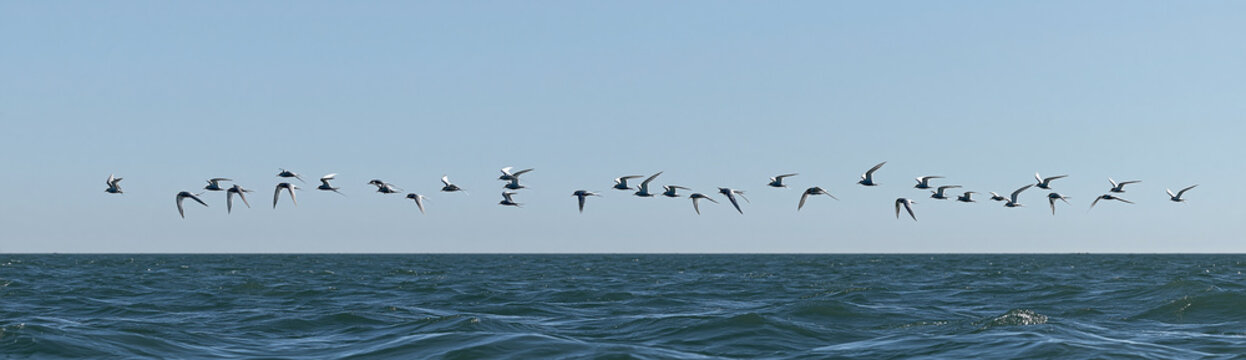 Flock of seabirds flying in a row over the blue ocean waves. Wild birds migration over sea horizon under clear sky