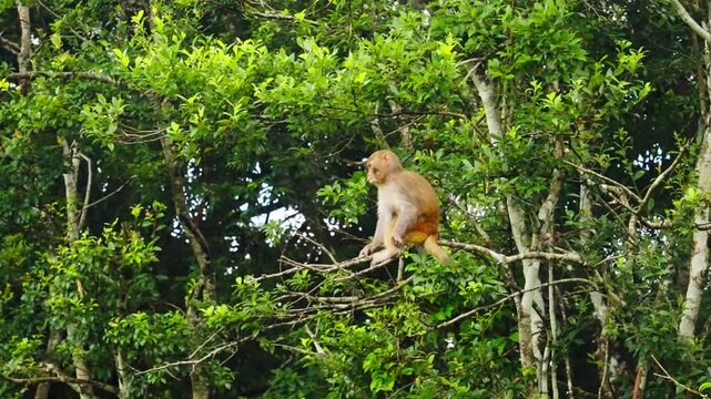 Monkey sitting on tree branch in forest