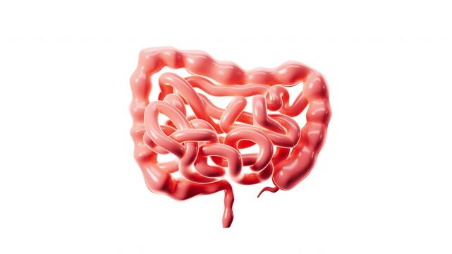 Human intestinal tract and digestive system with alpha channel, 3d rendering.
