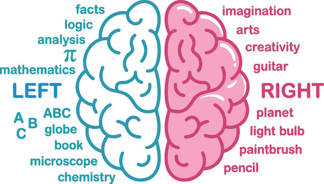 Left and right brain function concept vector showing analytical logic science versus creative imagination art skills