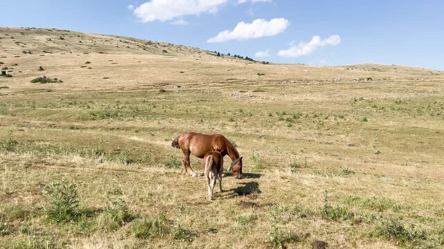 Brown mare and foal grazing in Pyrenees mountains