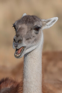 Portrait of a Guanaco (Lama guanicoe). in Torres del Paine, Patagonian Landscape, Chili.                    