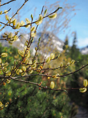 Blooming Willow Catkins in Spring with Mountain Background © Diana Akishyna