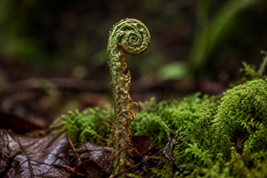 Involute fern fiddlehead in forest moss, growth and nature renewal concept