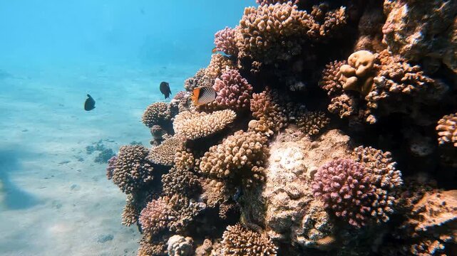 Colorful tropical fish swimming near vibrant coral reef formations underwater in Red Sea.