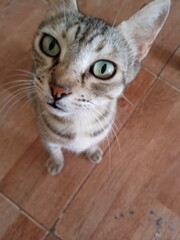 portrait of a cat in Housse Morocco  © Abdelaziz