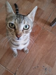 Cat Looking at me in Our Housse Morocco  © Abdelaziz