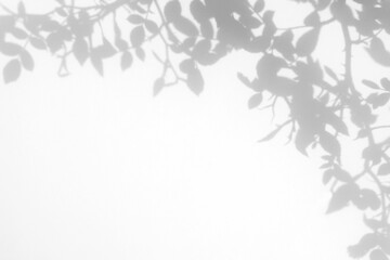 Naklejka premium Real dense foliage shadow cut out on a transparent png background with soft organic leaf edges. Suits a cinematic album cover and moody branding as a transparent png overlay.