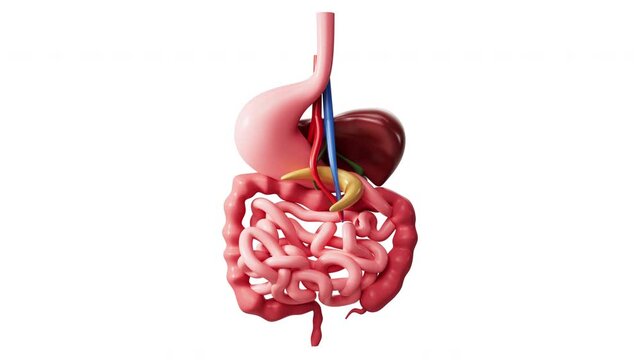 Human digestive system with Alpha channel. 3d rendering.