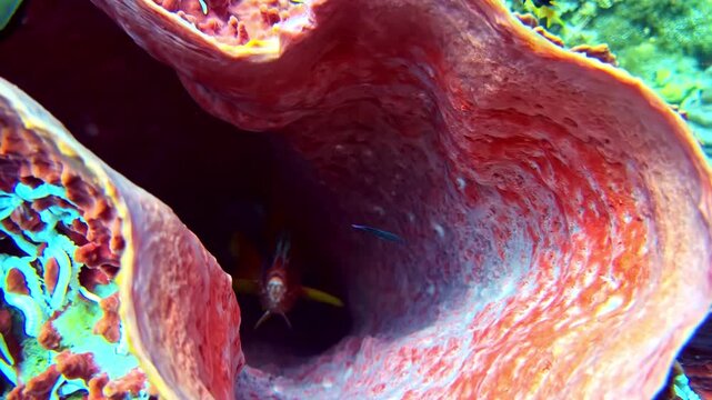 Small fish swimming out of large red barrel sponge in tropical coral reef environment.
