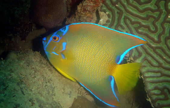 a queen angelfish on a reef in the caribbean sea