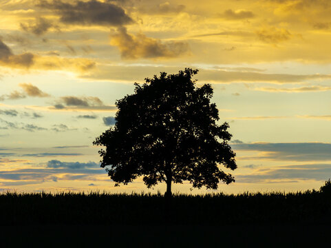 a tree in a beautiful evening sundown square