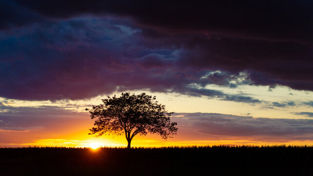 a tree in a beautiful evening sundown