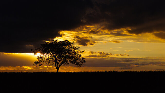a tree in a beautiful evening sundown