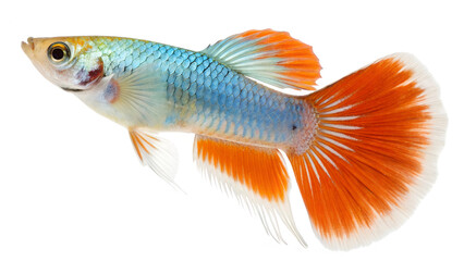 Fototapeta premium Vibrant Orange and Blue Guppy Fish Cutout Isolated White Background