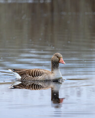 Greylag goose on the water © Tommi Syvänperä 