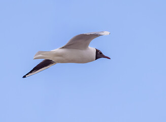 Black-headed gull in flight © Tommi Syvänperä 