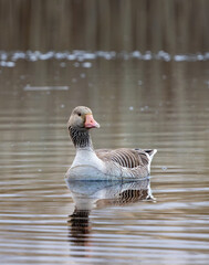 Greylag goose on the water © Tommi Syvänperä 