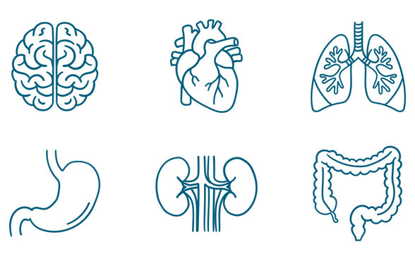 Set of human internal organs icons including brain, heart, lungs, stomach, kidneys and large intestine