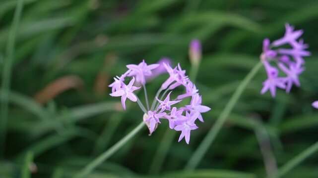 Wild society garlic flower or Tulbaghia violacea blooming in summer