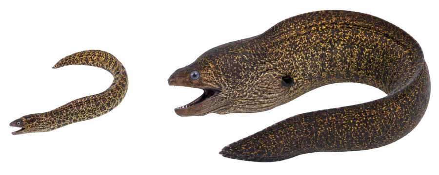 Realistic Moray Eel Marine Animal isolated on transparent background