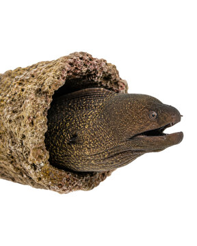 Moray eel peeking out from a rocky den cutout isolated on transparent background