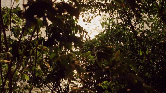 Sunlight Shining Through Swaying Tropical Tree Branches Above Calm Coastal Water, Gentle Wind Moving Dense Green Foliage in Golden Light