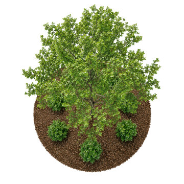 Top down aerial view of a small landscaped tree island with mulch and bushes isolated on transparent background