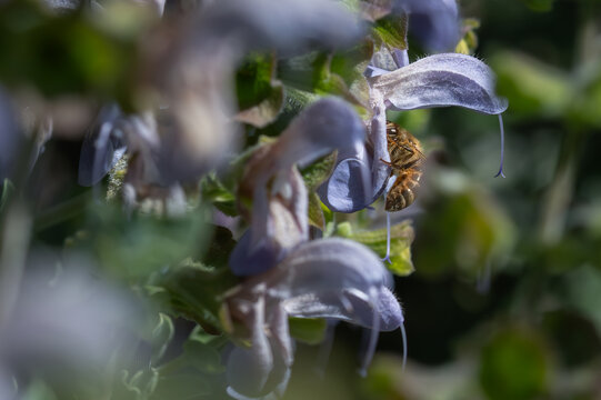 Cape Honeybee coming to rest on the petal of an open flower of a Cape sae bush