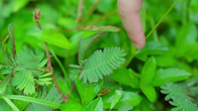 A person's finger gently touches the delicate leaves of a Mimosa pudica plant, triggering its unique folding response to demonstrate a natural scientific phenomenon.
