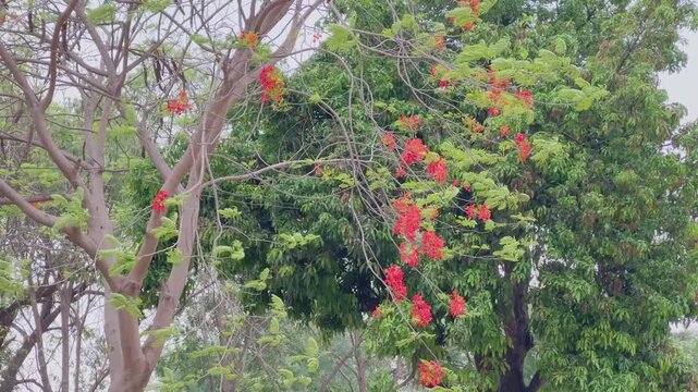 Beautiful flamboyant tree with vibrant red flowers blooming during springtime in the park.
