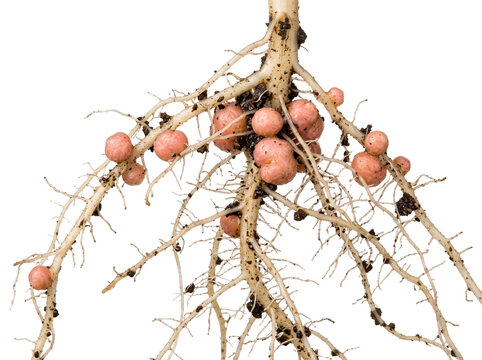 Root nodules nitrogen fixation plant roots close up with rhizobium bacteria growing in organic soil, displaying agricultural biology, plant symbiosis, scientific botany, and soil microbiology concepts