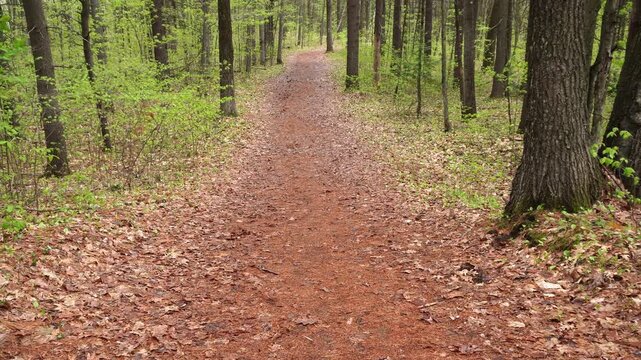 Gentle breeze rustles leaves on forest path in spring.