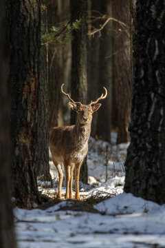 A male fallow deer (Dama dama) buck standing in a snow-covered winter forest and looking toward the camera lens on a sunny day. Wildlife photography with copy space.